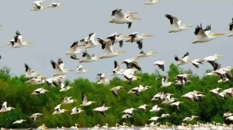 Udhwa Bird Sanctuary: Udhwa Bird Sanctuary is made by combining two lakes